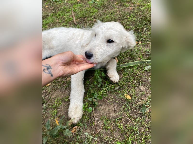 Fanny, zuckersüßes Mischlingswelpenmädchen geb. 2025