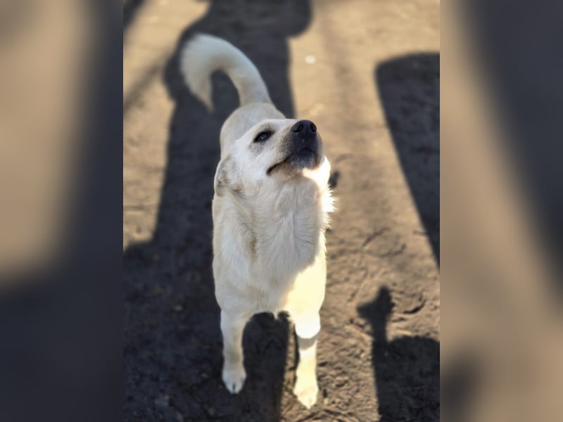 Frida, lebe junge Mischlingshündin geb 07/2024