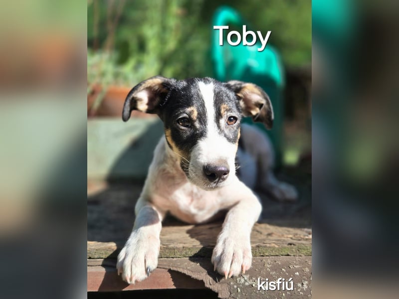 Toby, verspielter Mischlingswelpe geb. 2025