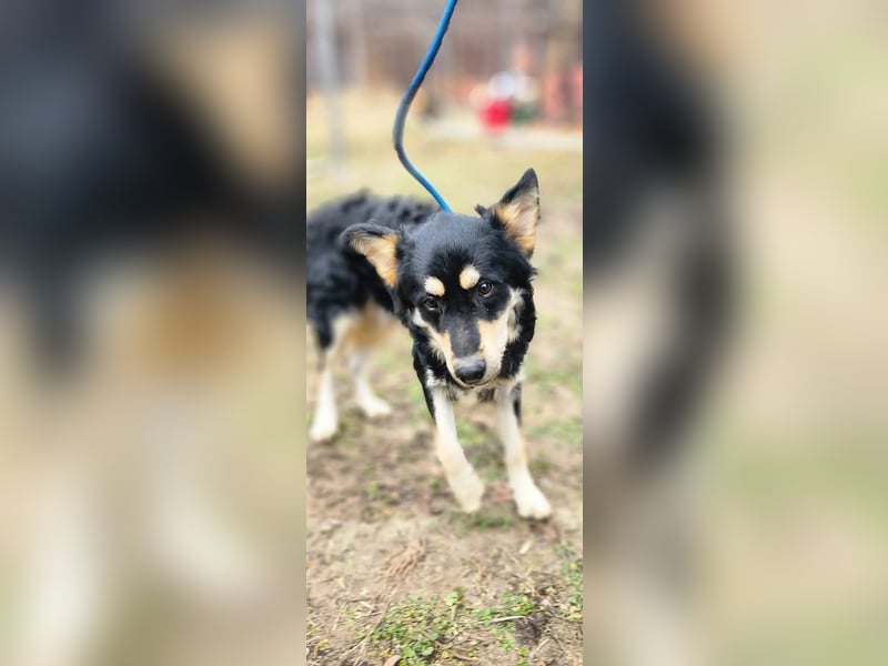 Artúr, bildhübscher Mischligsjunge geb. 2024