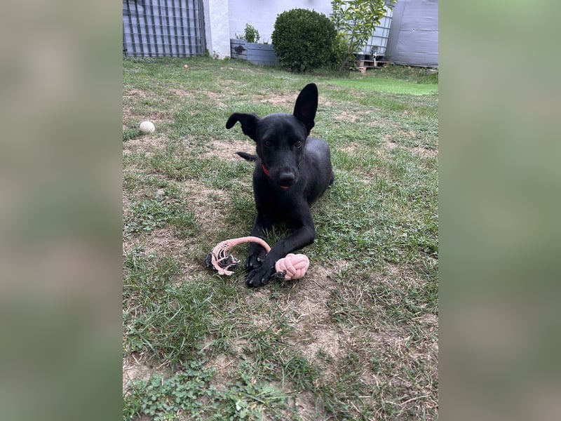 Zara, entspannte Mischlingshündin geb. 2024