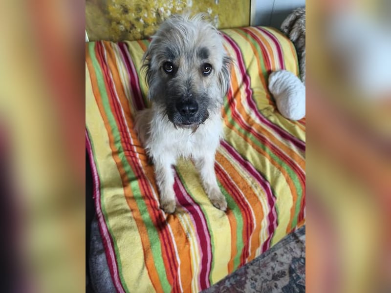 Barnabas aufgeschlossener freundlicher Mischlingsrüde