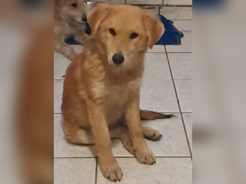 Biborka, fröhliches Terrier Welpen Mädchen geb. 2024