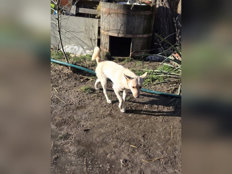 Frida, lebe junge Mischlingshündin geb 07/2024