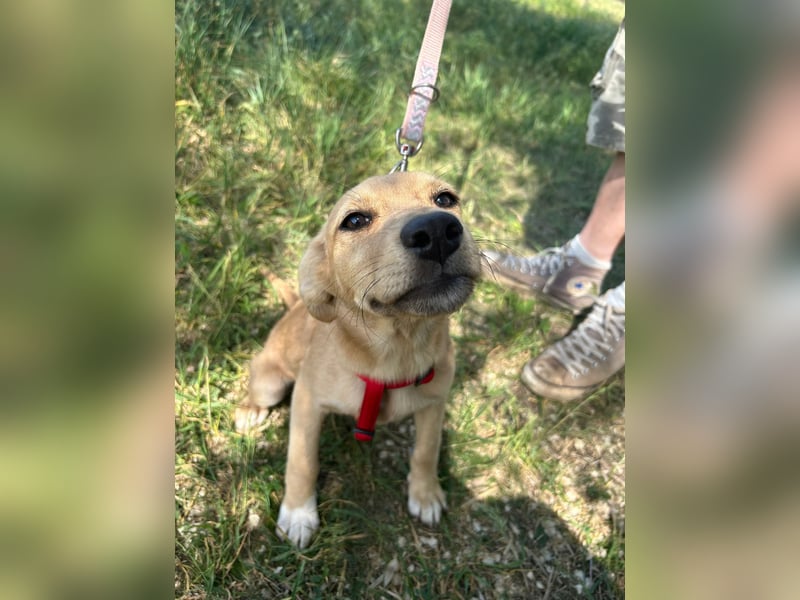 Fiona, junges fröhliches Mischlingsmädchen