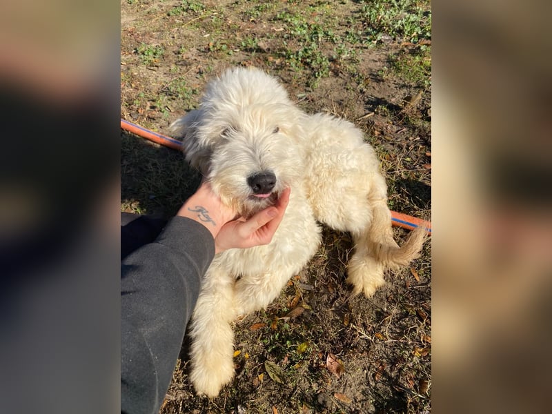 Fluffy, bildhübscher Mischlingswelpe geb. 2025