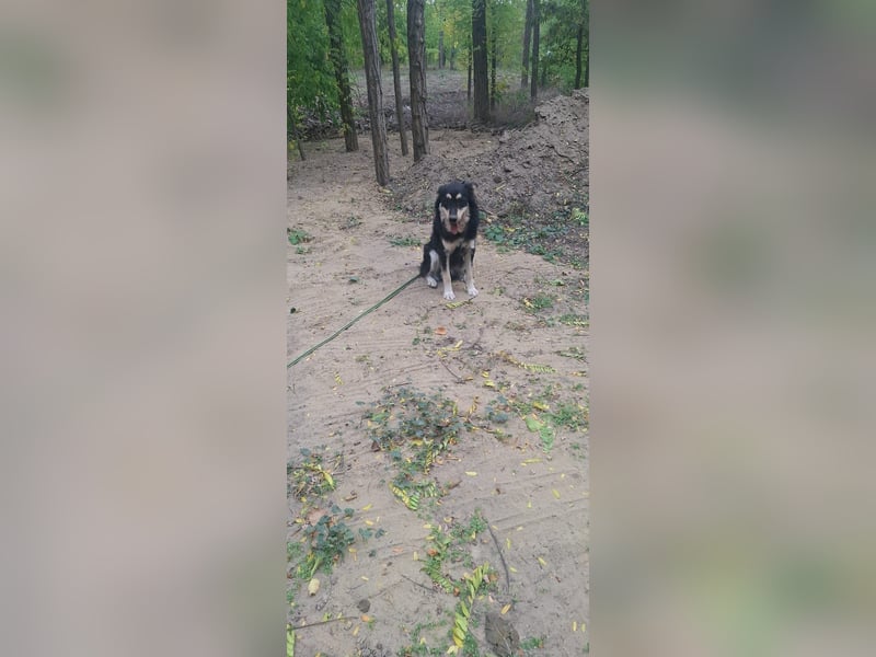 Artúr, bildhübscher Mischligsjunge geb. 2024