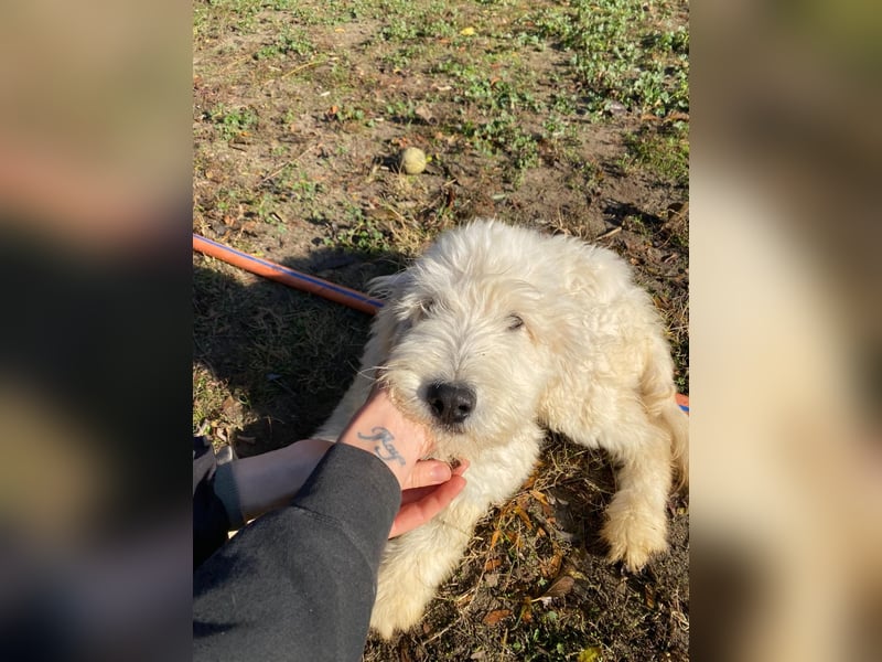 Fluffy, bildhübscher Mischlingswelpe geb. 2025