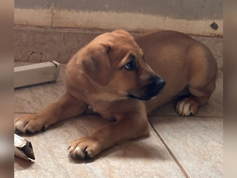 Iza, zuckersüßes Welpenmädchen geb. 05/2026