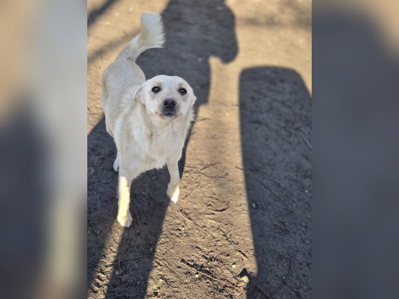 Frida, lebe junge Mischlingshündin geb 07/2024