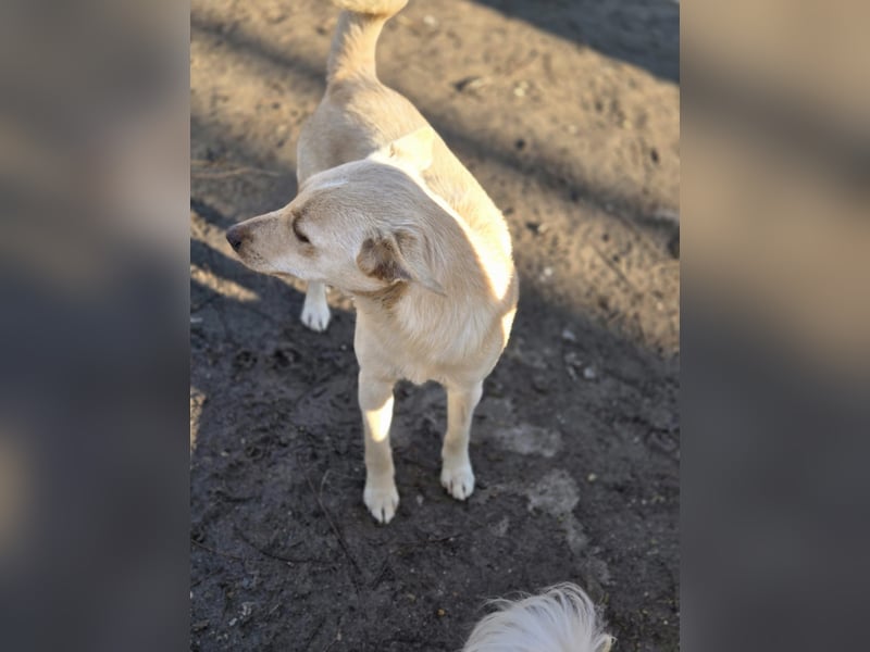 Frida, lebe junge Mischlingshündin geb 07/2024