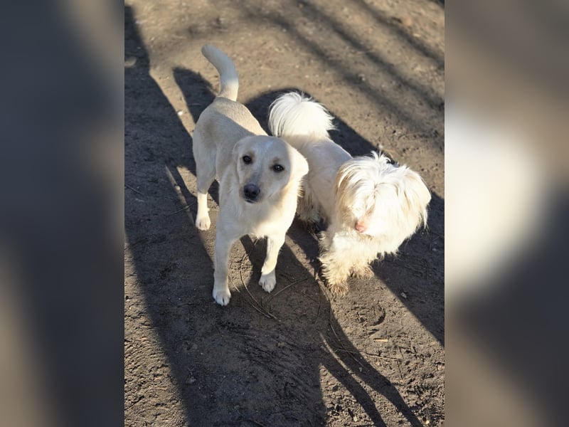 Frida, lebe junge Mischlingshündin geb 07/2024