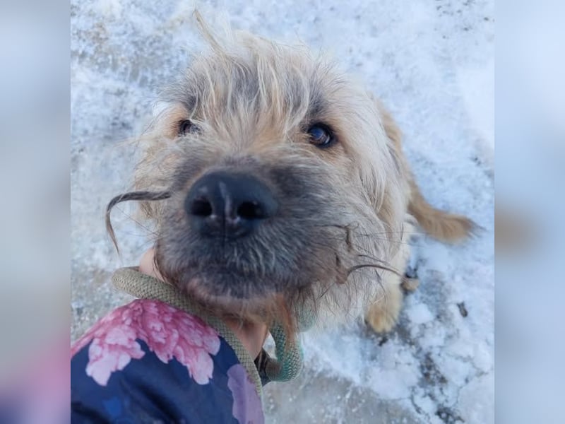 Barnabas aufgeschlossener freundlicher Mischlingsrüde