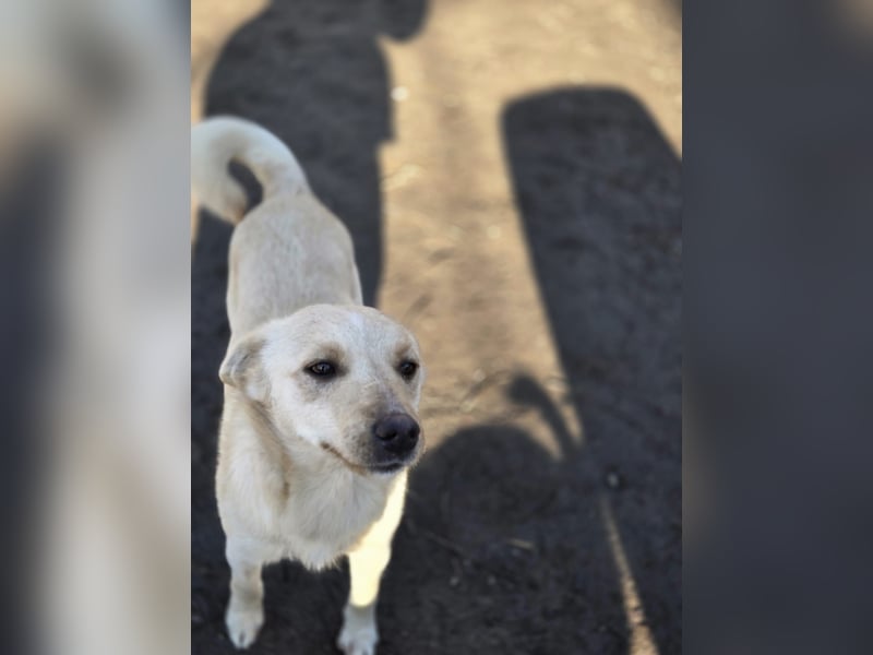 Frida, lebe junge Mischlingshündin geb 07/2024