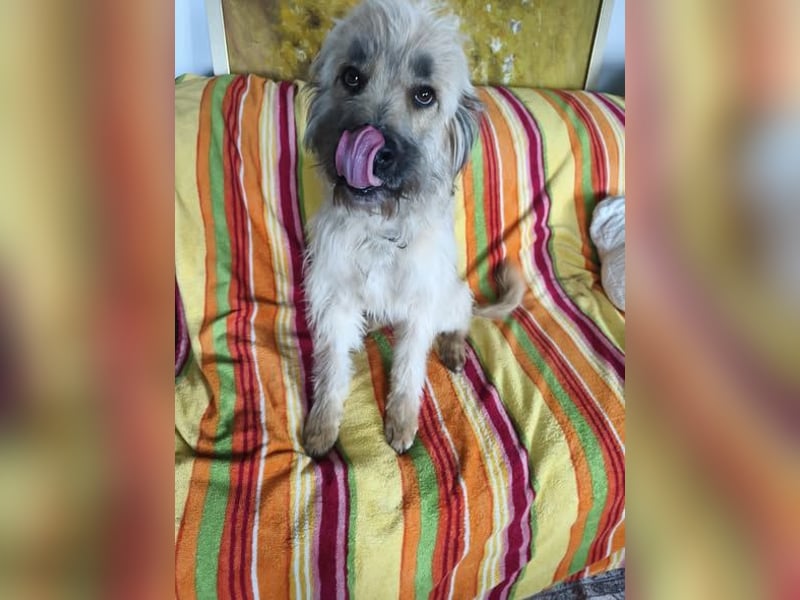 Barnabas aufgeschlossener freundlicher Mischlingsrüde