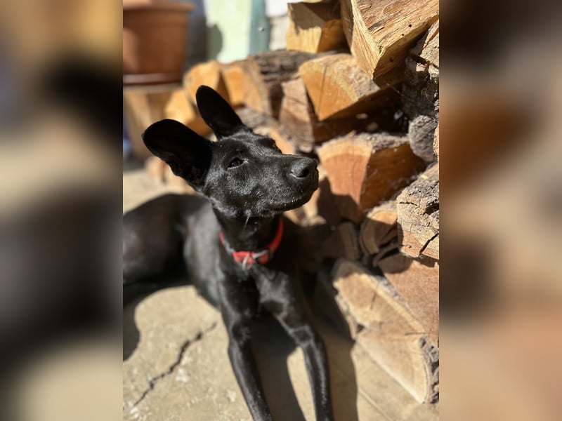 Zara, entspannte Mischlingshündin geb. 2024