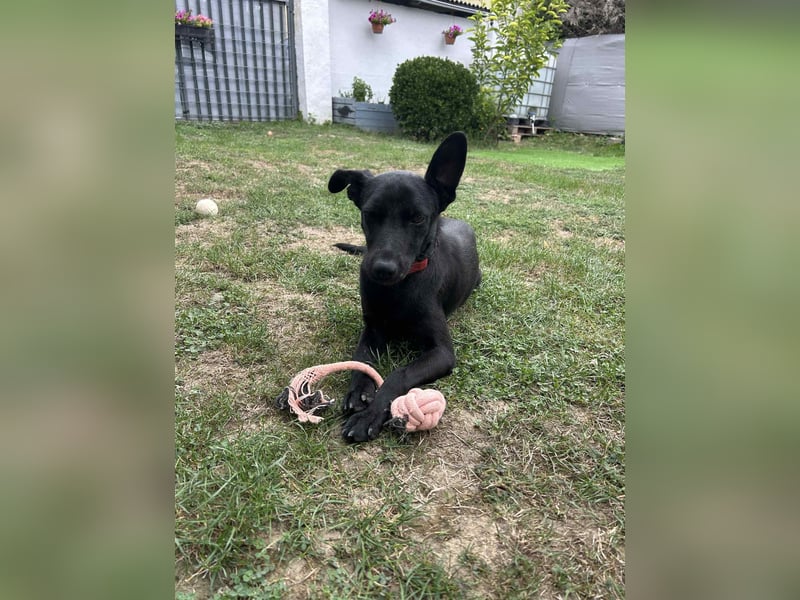 Zara, entspannte Mischlingshündin geb. 2024