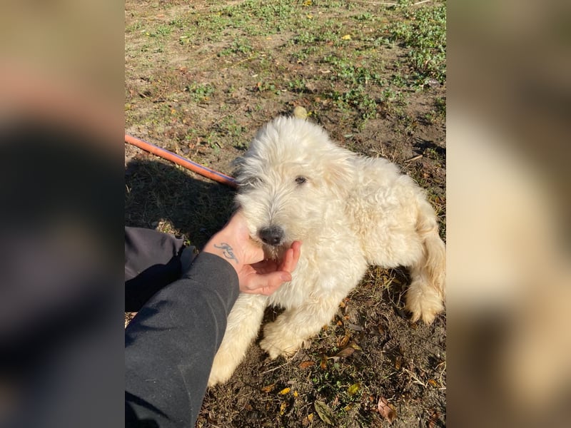 Fluffy, bildhübscher Mischlingswelpe geb. 2025