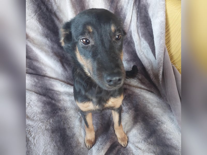 Sendy, süßer Mischlingswelpe geb. 2024