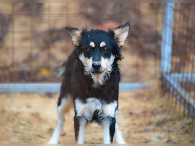 Artúr, bildhübscher Mischligsjunge geb. 2024