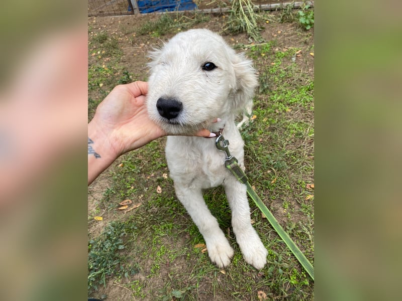 Fanny, zuckersüßes Mischlingswelpenmädchen geb. 2025