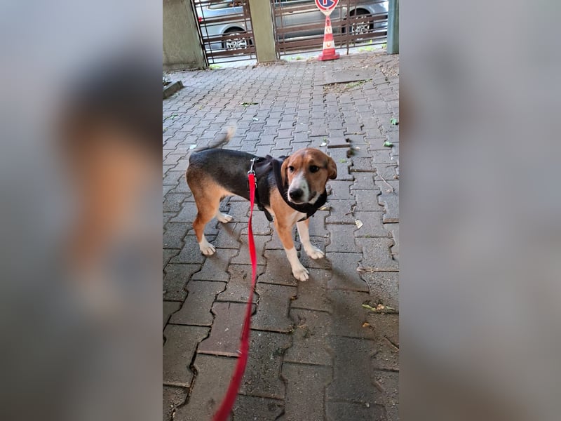 Schätzchen Lana