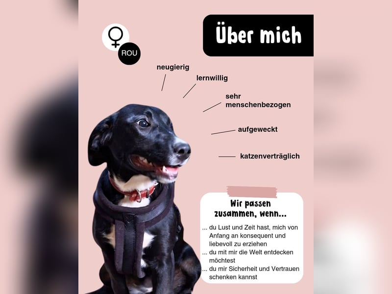 Kleine Elsa sucht dich