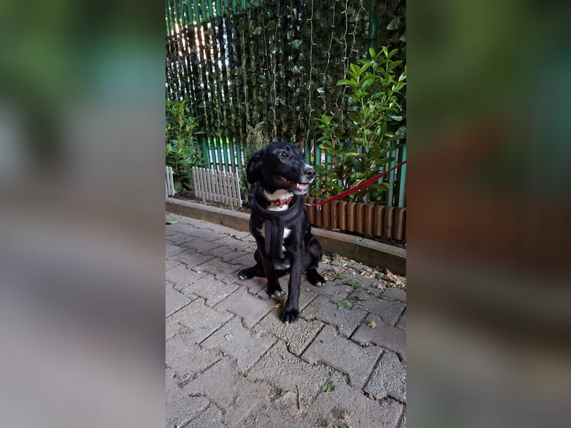 Kleine Elsa sucht dich