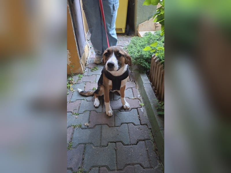 Alma sucht ihre Familie