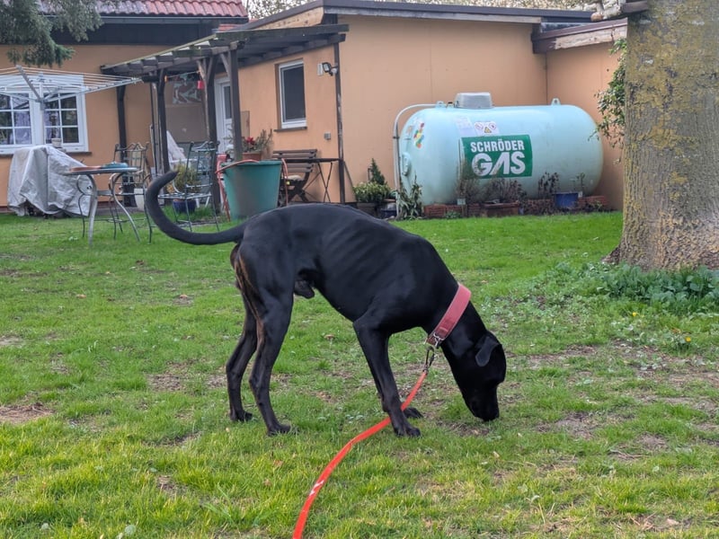 Zwei Hunde (Rüden), 4 Jahre alt, suchen liebevolles Zuhause in Privathand