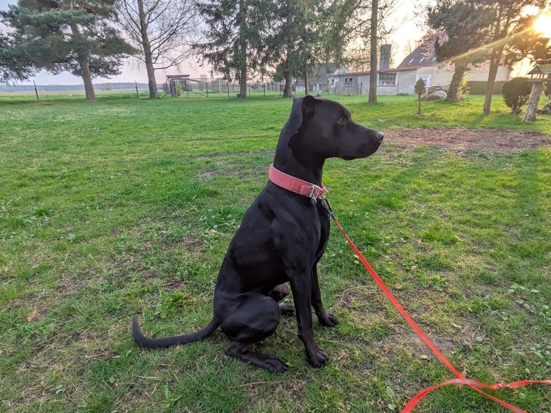 Zwei Hunde (Rüden), 4 Jahre alt, suchen liebevolles Zuhause in Privathand