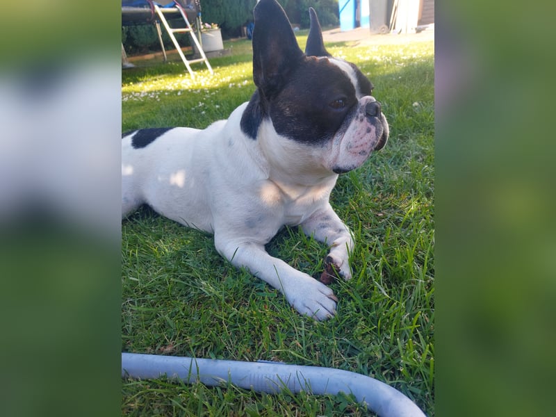 Französische Bulldogge