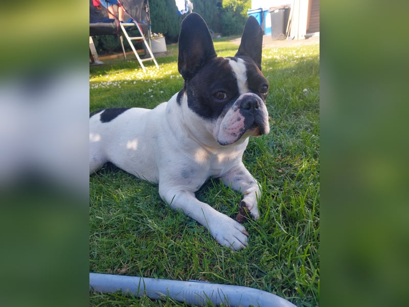 Französische Bulldogge