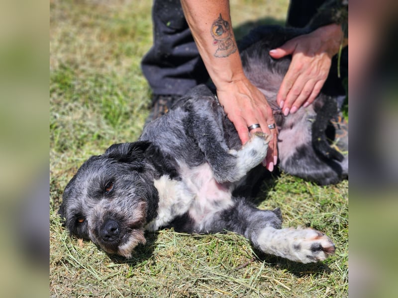 Schüchterne Maja sucht die Nadel im Heuhaufen