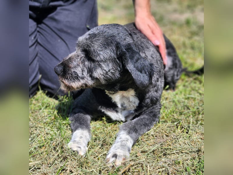 Schüchterne Maja sucht die Nadel im Heuhaufen