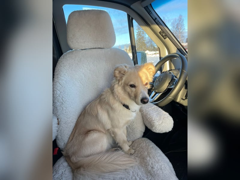 Rio (2 Jahre, 12kg) – sportlicher, verschmuster Mischlingsrüde sucht erfahrenes Zuhause