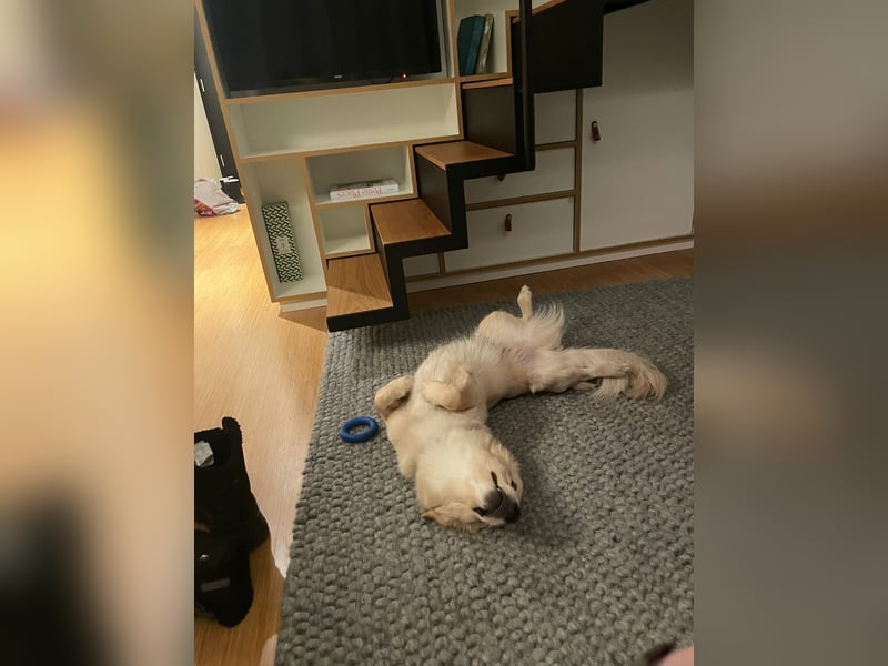 Rio (2 Jahre, 12kg) – sportlicher, verschmuster Mischlingsrüde sucht erfahrenes Zuhause