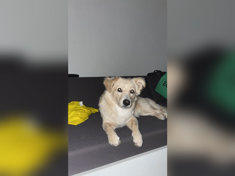 Rio (2 Jahre, 12kg) – sportlicher, verschmuster Mischlingsrüde sucht erfahrenes Zuhause