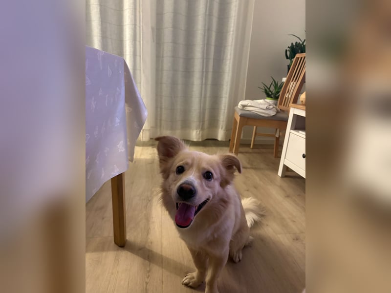 Rio (2 Jahre, 12kg) – sportlicher, verschmuster Mischlingsrüde sucht erfahrenes Zuhause