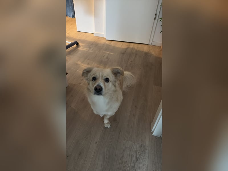 Rio (2 Jahre, 12kg) – sportlicher, verschmuster Mischlingsrüde sucht erfahrenes Zuhause