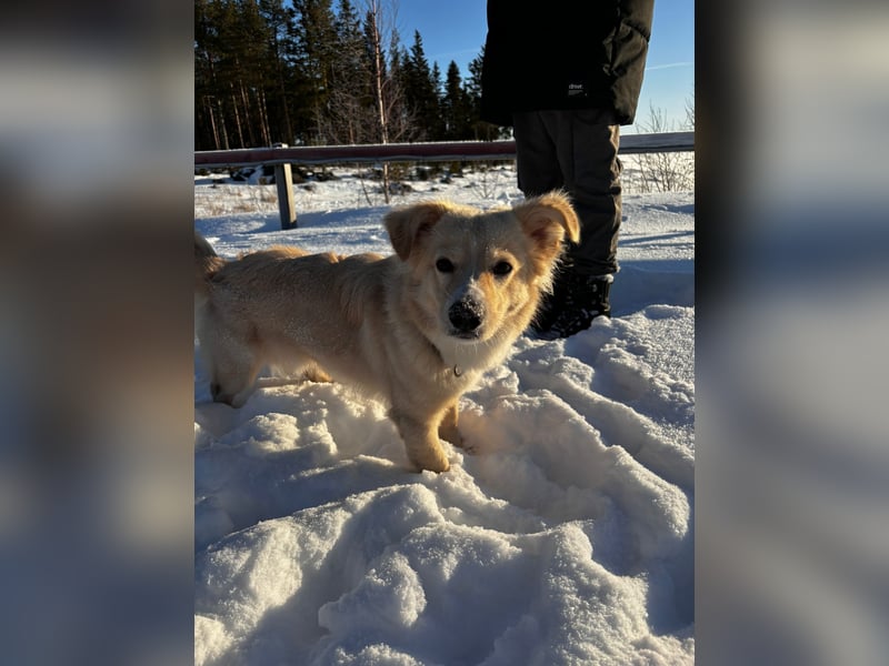 Rio (2 Jahre, 12kg) – sportlicher, verschmuster Mischlingsrüde sucht erfahrenes Zuhause