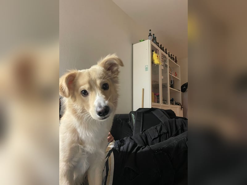 Rio (2 Jahre, 12kg) – sportlicher, verschmuster Mischlingsrüde sucht erfahrenes Zuhause