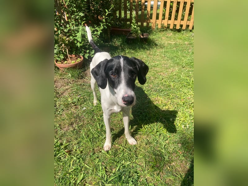 Miro sucht ein neues Zuhause