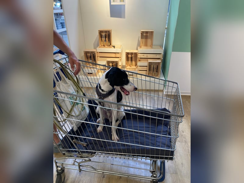 Miro sucht ein neues Zuhause