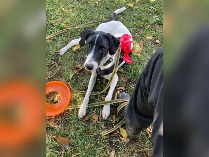 Miro sucht ein neues Zuhause