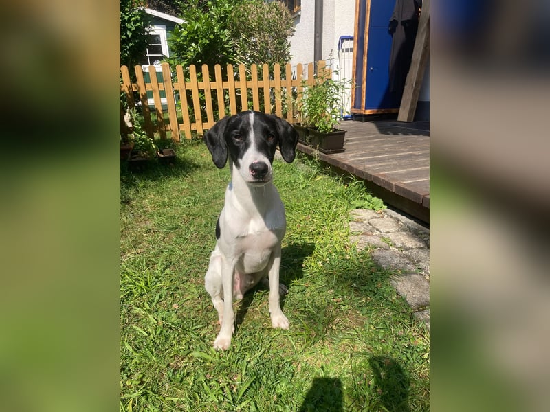 Miro sucht ein neues Zuhause