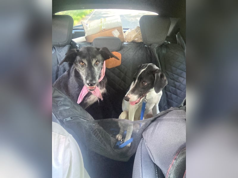Miro sucht ein neues Zuhause