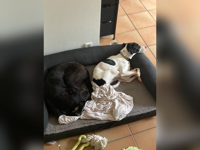 Miro sucht ein neues Zuhause