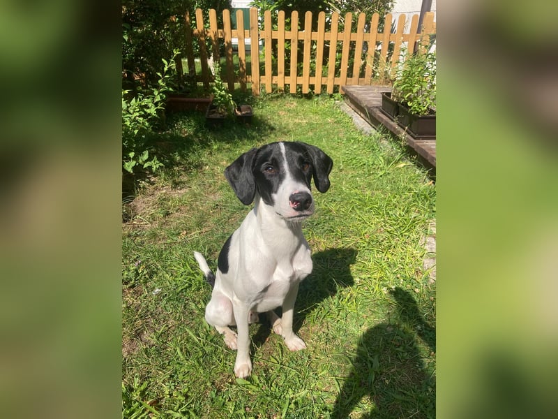 Miro sucht ein neues Zuhause