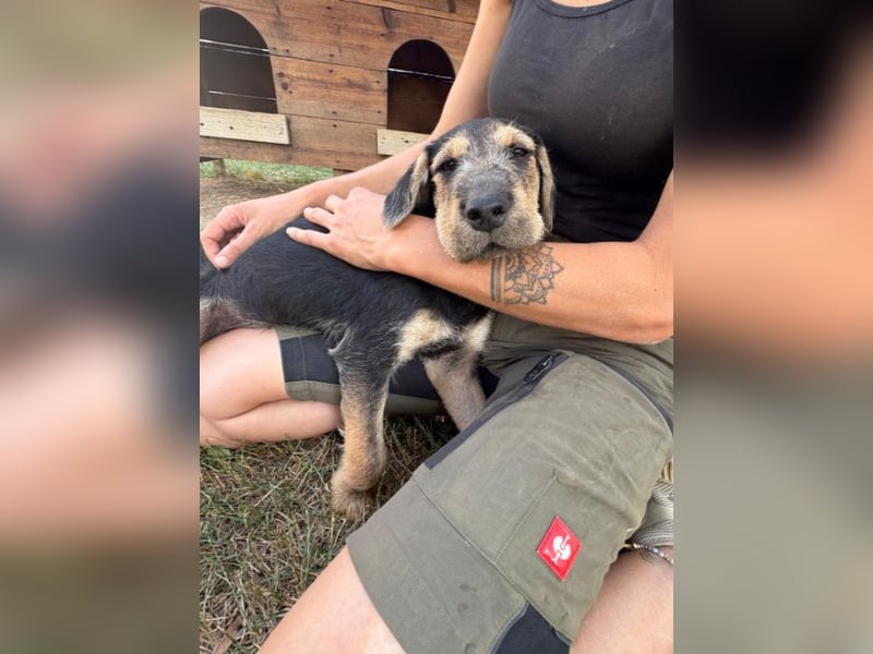 Lucky : fröhlicher, verschmuster Welpe sucht seine Familie